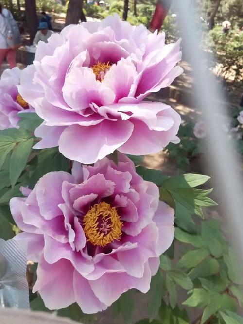 2018-05-31 舒琦